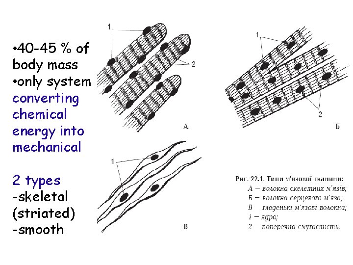  • 40 -45 % of body mass • only system converting chemical energy