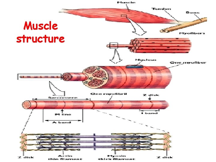 Muscle structure 