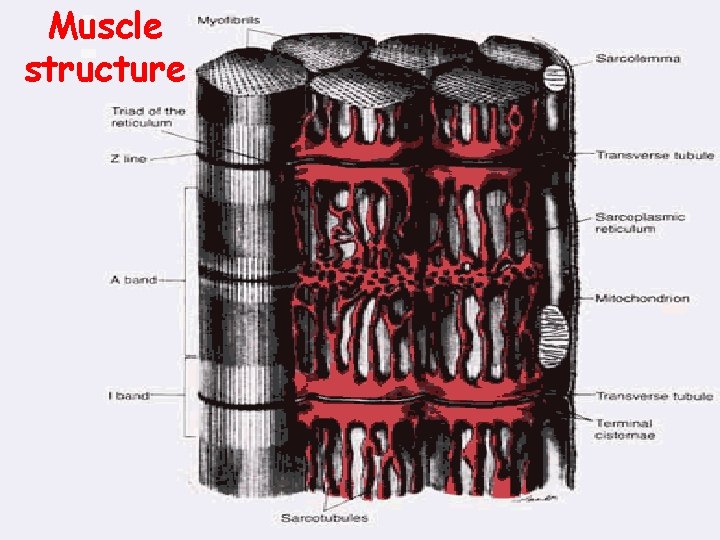 Muscle structure 