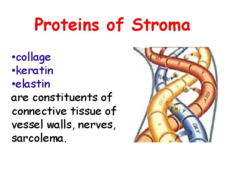 Proteins of Stroma • collage • keratin • elastin are constituents of connective tissue