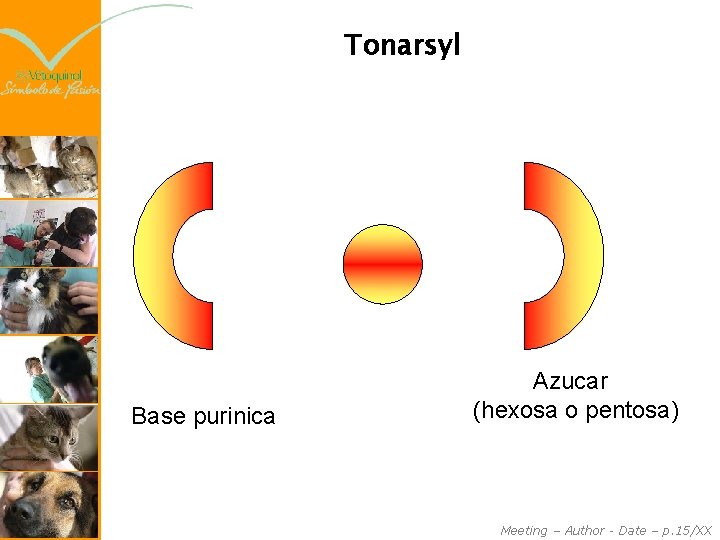 Tonarsyl Base purinica Azucar (hexosa o pentosa) Meeting – Author - Date – p.