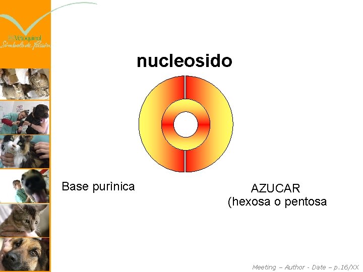 nucleosido Base purìnica AZUCAR (hexosa o pentosa Meeting – Author - Date – p.