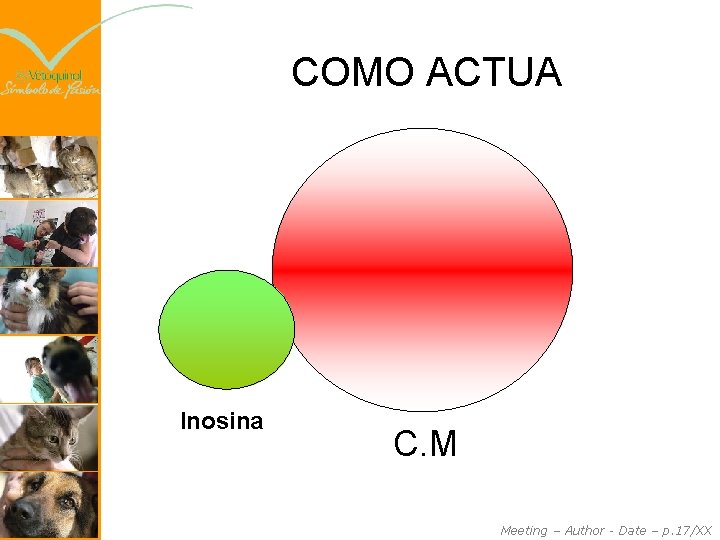COMO ACTUA Inosina C. M Meeting – Author - Date – p. 17/XX 