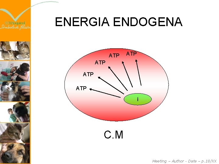 ENERGIA ENDOGENA ATP ATP ATP i C. M Meeting – Author - Date –