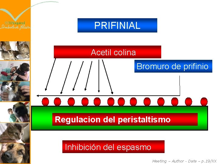 PRIFINIAL Acetil colina Bromuro de prifinio Regulacion del peristaltismo Inhibición del espasmo Meeting –
