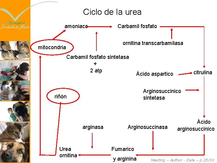 Ciclo de la urea amoniaco Carbamil fosfato ornitina transcarbamilasa mitocondria Carbamil fosfato sintetasa +