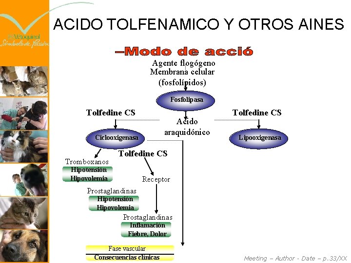 ACIDO TOLFENAMICO Y OTROS AINES Agente flogógeno Membrana celular (fosfolípidos) Fosfolipasa Tolfedine CS Acido