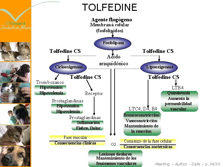 TOLFEDINE Agente flogógeno Membrana celular (fosfolípidos) Fosfolipasa Tolfedine CS Acido araquidónico Ciclooxigenasa Tromboxanos Tolfedine