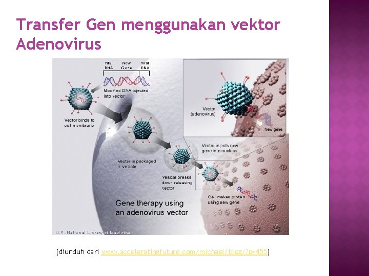 Transfer Gen menggunakan vektor Adenovirus (diunduh dari www. acceleratingfuture. com/michael/blog/? p=455) 