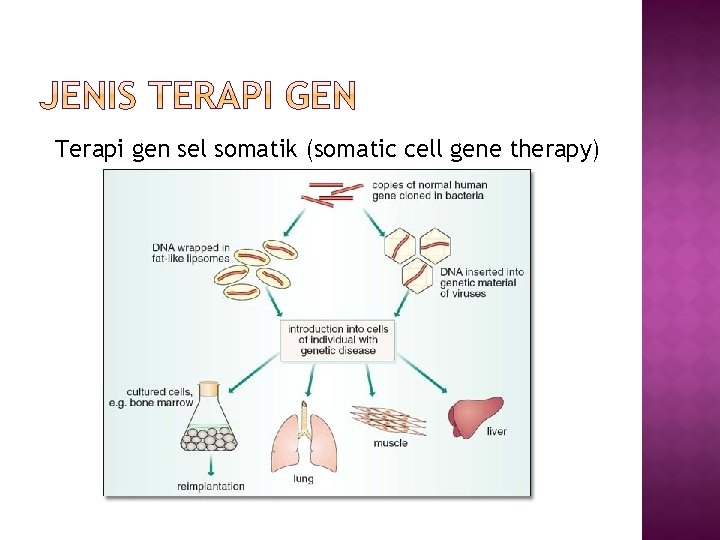 Terapi gen sel somatik (somatic cell gene therapy) 