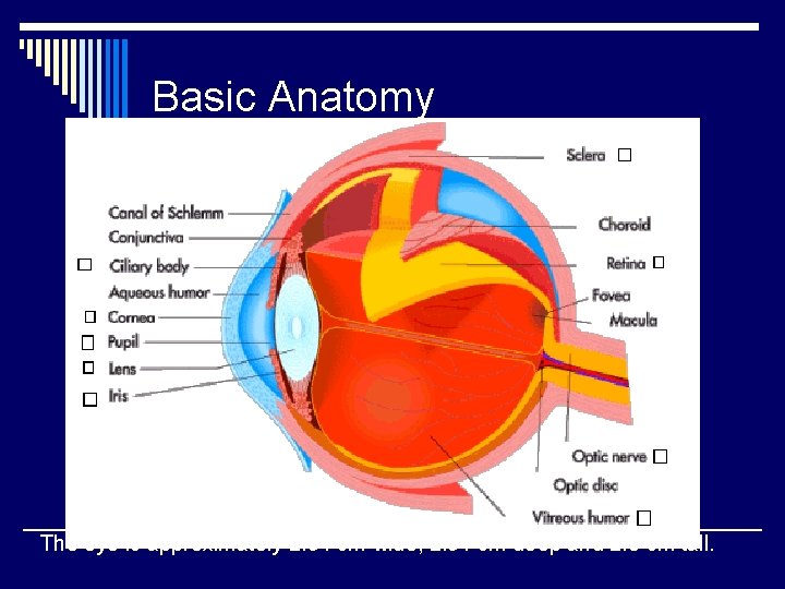 Basic Anatomy The eye is approximately 2. 54 cm wide, 2. 54 cm deep