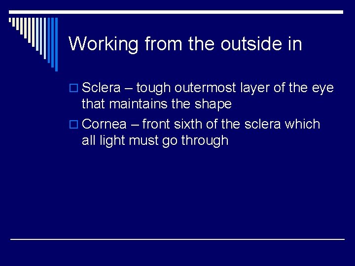 Working from the outside in o Sclera – tough outermost layer of the eye