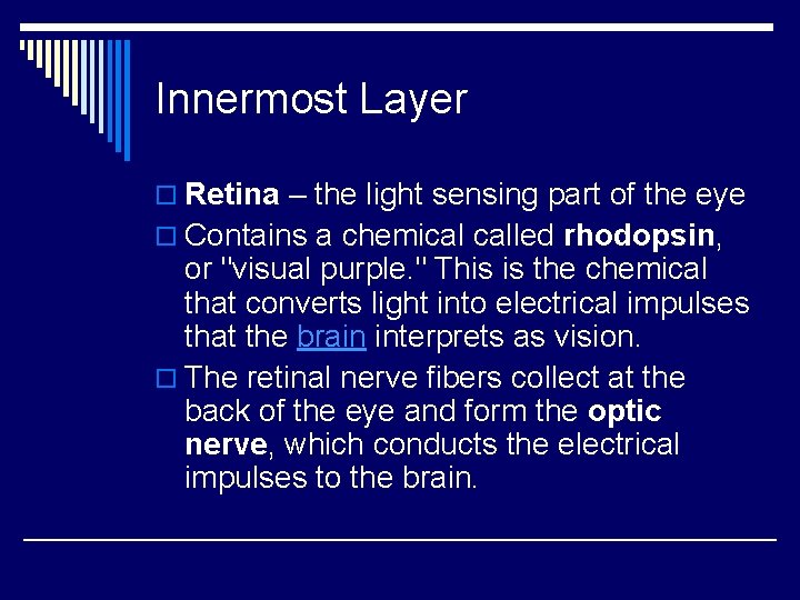 Innermost Layer o Retina – the light sensing part of the eye o Contains
