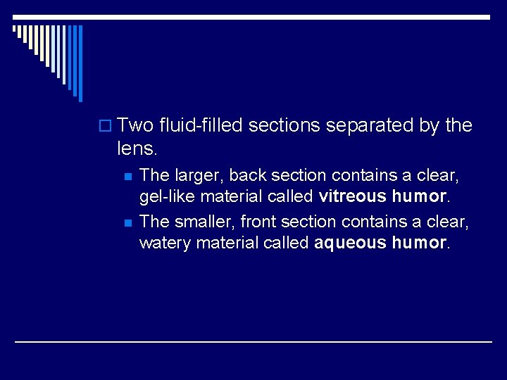 o Two fluid-filled sections separated by the lens. n n The larger, back section