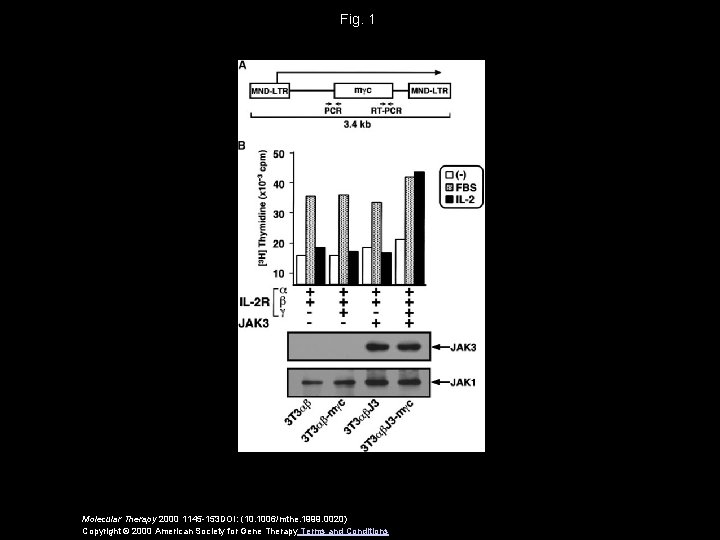 Fig. 1 Molecular Therapy 2000 1145 -153 DOI: (10. 1006/mthe. 1999. 0020) Copyright ©