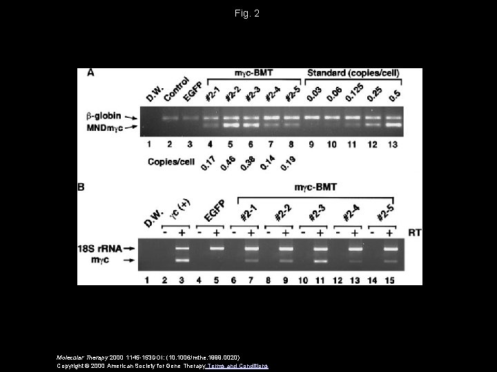 Fig. 2 Molecular Therapy 2000 1145 -153 DOI: (10. 1006/mthe. 1999. 0020) Copyright ©
