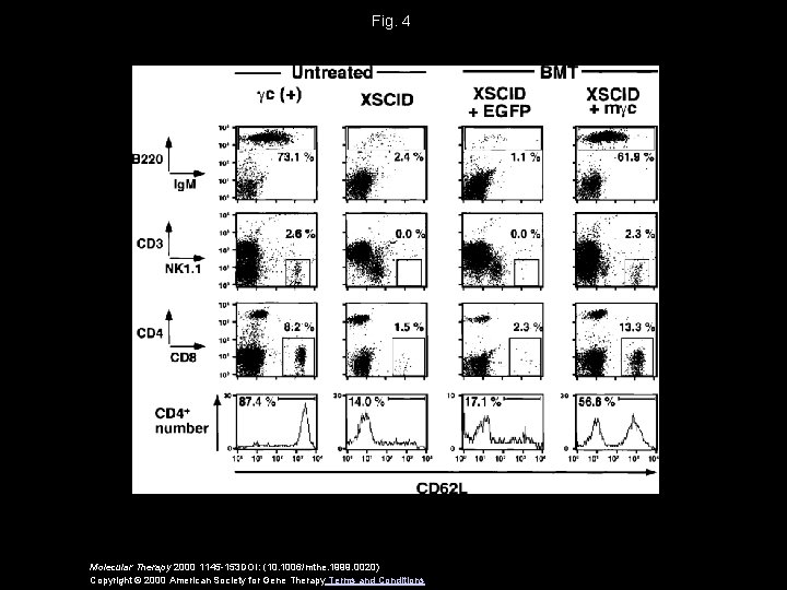 Fig. 4 Molecular Therapy 2000 1145 -153 DOI: (10. 1006/mthe. 1999. 0020) Copyright ©