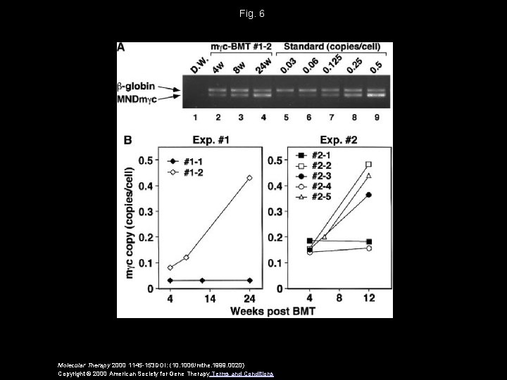 Fig. 6 Molecular Therapy 2000 1145 -153 DOI: (10. 1006/mthe. 1999. 0020) Copyright ©