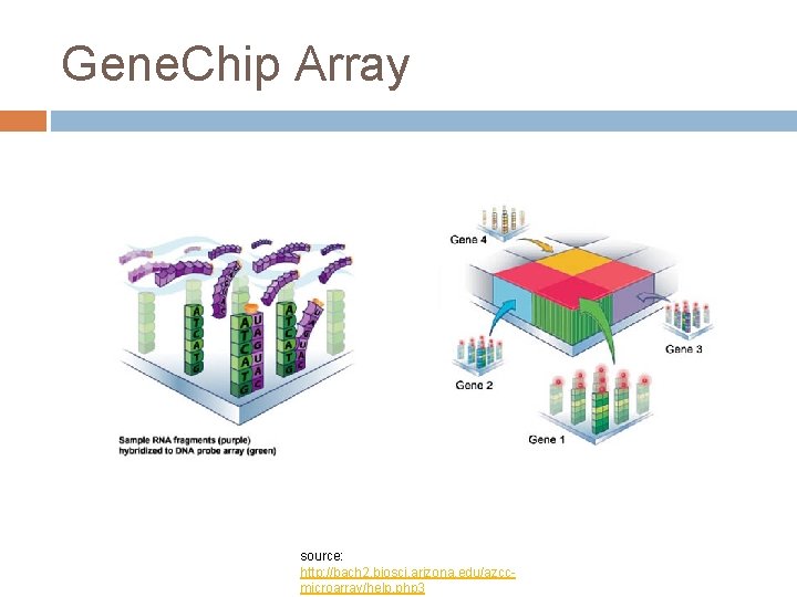 Gene. Chip Array source: http: //bach 2. biosci. arizona. edu/azccmicroarray/help. php 3 