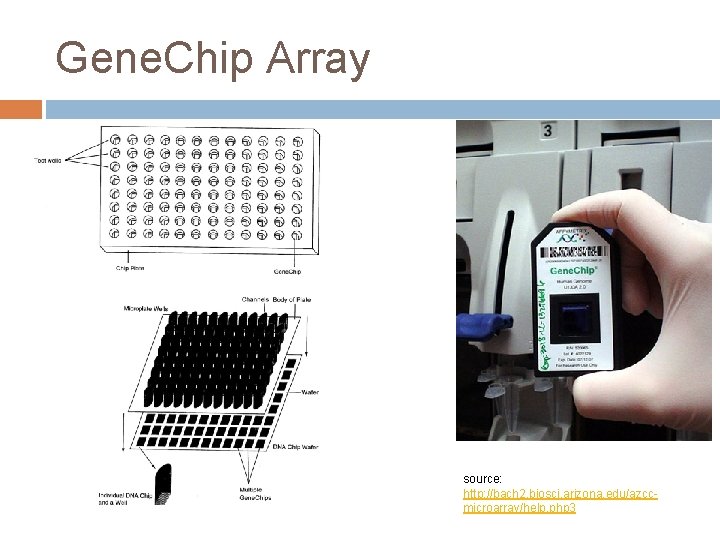 Gene. Chip Array source: http: //bach 2. biosci. arizona. edu/azccmicroarray/help. php 3 