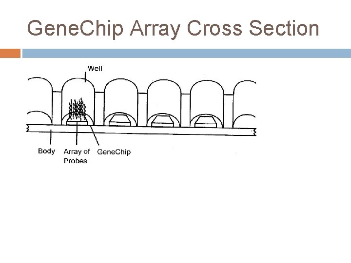 Gene. Chip Array Cross Section 