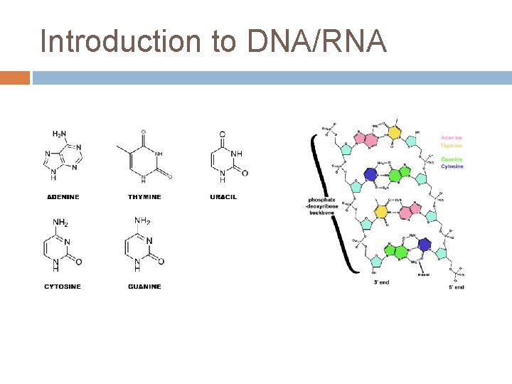Introduction to DNA/RNA 