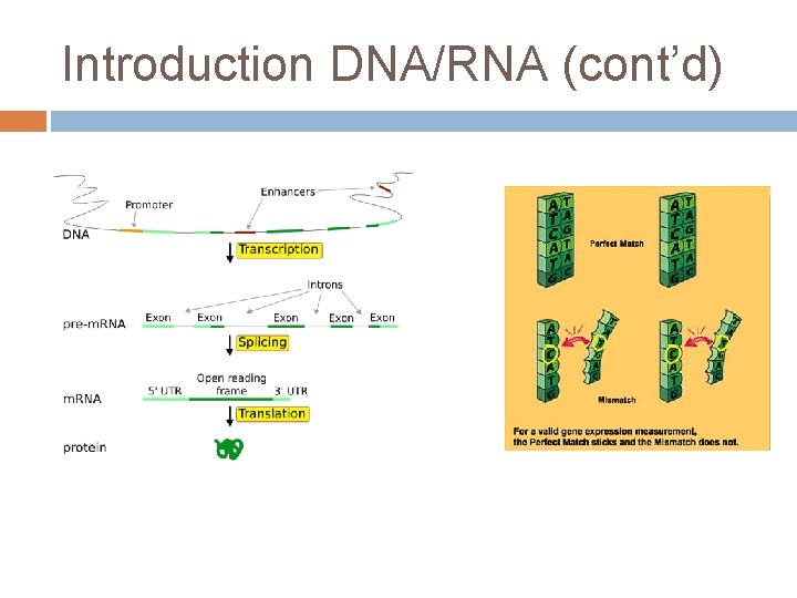 Introduction DNA/RNA (cont’d) 