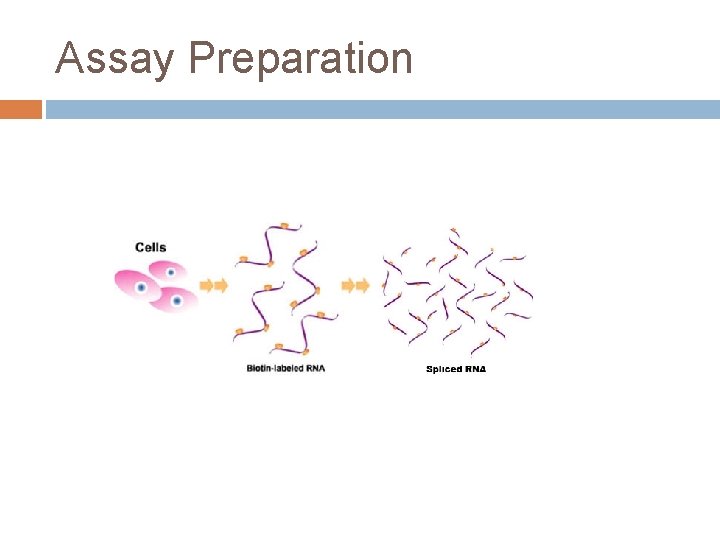 Assay Preparation 