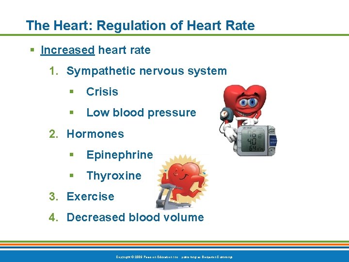 The Heart: Regulation of Heart Rate § Increased heart rate 1. Sympathetic nervous system
