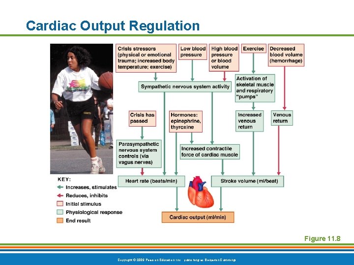 Cardiac Output Regulation Figure 11. 8 Copyright © 2009 Pearson Education, Inc. , publishing