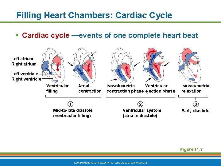 Filling Heart Chambers: Cardiac Cycle § Cardiac cycle —events of one complete heart beat