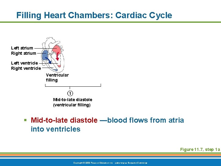 Filling Heart Chambers: Cardiac Cycle Left atrium Right atrium Left ventricle Right ventricle Ventricular
