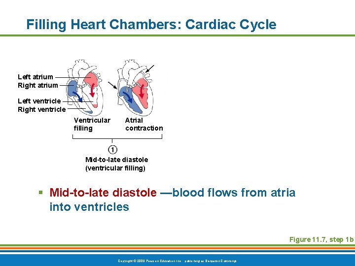 Filling Heart Chambers: Cardiac Cycle Left atrium Right atrium Left ventricle Right ventricle Ventricular