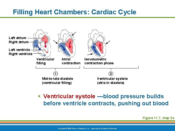 Filling Heart Chambers: Cardiac Cycle Left atrium Right atrium Left ventricle Right ventricle Ventricular