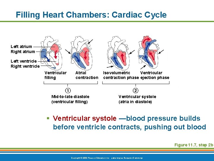 Filling Heart Chambers: Cardiac Cycle Left atrium Right atrium Left ventricle Right ventricle Ventricular