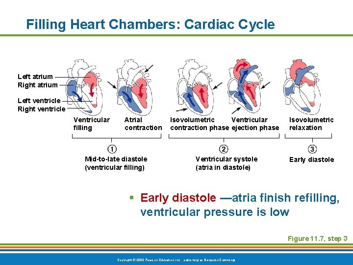 Filling Heart Chambers: Cardiac Cycle Left atrium Right atrium Left ventricle Right ventricle Ventricular