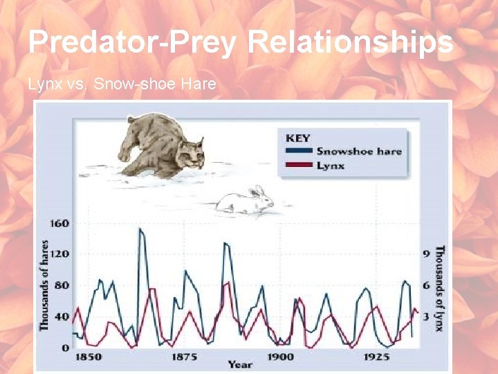 Predator-Prey Relationships Lynx vs. Snow-shoe Hare 