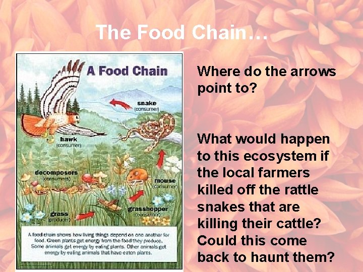 The Food Chain… Where do the arrows point to? What would happen to this