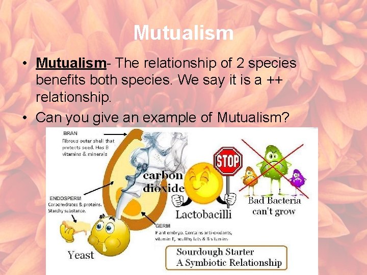 Mutualism • Mutualism- The relationship of 2 species benefits both species. We say it
