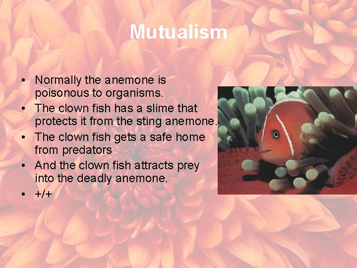 Mutualism • Normally the anemone is poisonous to organisms. • The clown fish has