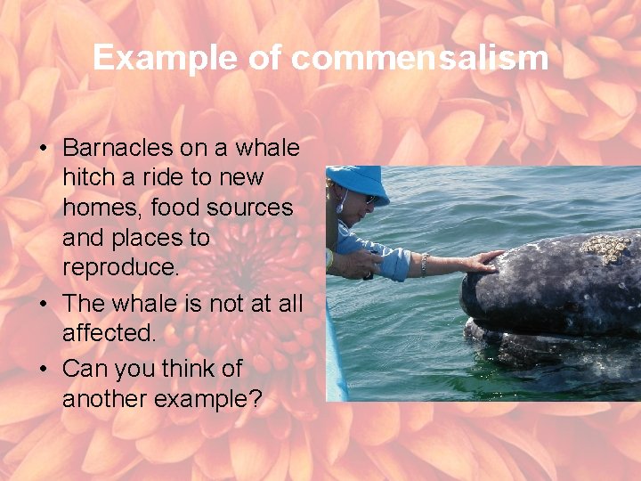 Example of commensalism • Barnacles on a whale hitch a ride to new homes,
