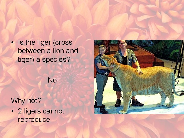  • Is the liger (cross between a lion and tiger) a species? No!
