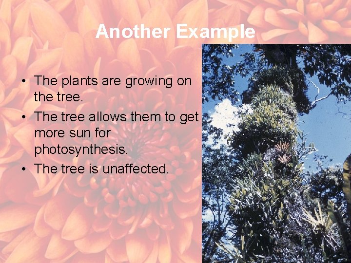 Another Example • The plants are growing on the tree. • The tree allows