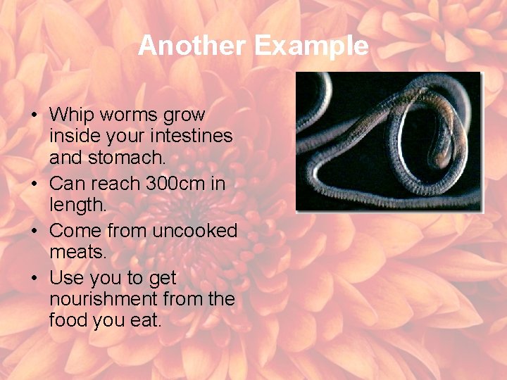 Another Example • Whip worms grow inside your intestines and stomach. • Can reach