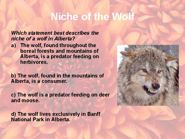 Niche of the Wolf Which statement best describes the niche of a wolf in