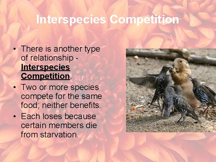 Interspecies Competition • There is another type of relationship Interspecies Competition. • Two or