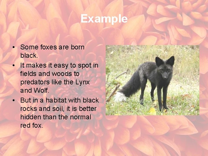 Example • Some foxes are born black. • It makes it easy to spot