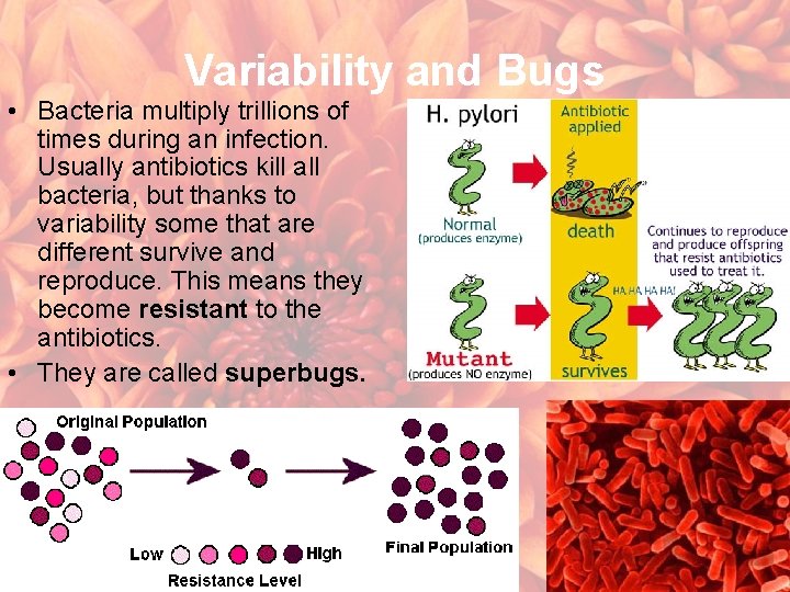 Variability and Bugs • Bacteria multiply trillions of times during an infection. Usually antibiotics