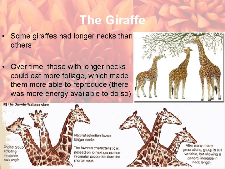 The Giraffe • Some giraffes had longer necks than others • Over time, those
