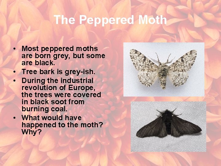 The Peppered Moth • Most peppered moths are born grey, but some are black.